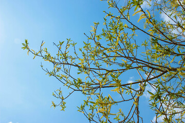 Chestnut tree branch blooming. First leaves on blue sky in springtime