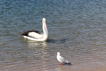 pelican on the beach
