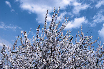 Cherry tree blossom on spring blue cloudy sky backdrop