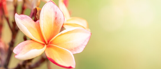 Fototapeta premium Concept nature view of White and pink leaf on blurred greenery background in garden and sunlight with copy space using as background natural green plants landscape, ecology, fresh wallpaper.