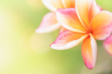 Fototapeta premium Concept nature view of White and pink leaf on blurred greenery background in garden and sunlight with copy space using as background natural green plants landscape, ecology, fresh wallpaper.