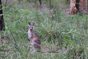 kangaroo in the grass
