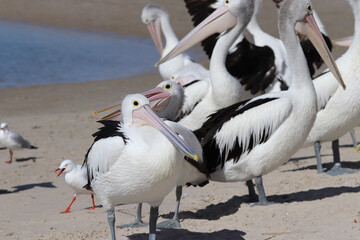 pelicans on the beach