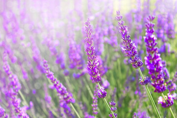 Blooming lavender field, natural background with flowering lavender