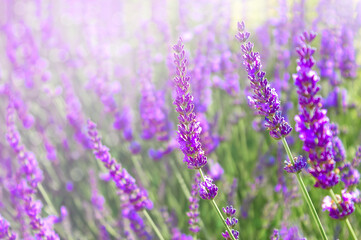 Obraz premium Blooming lavender field, natural background with flowering lavender