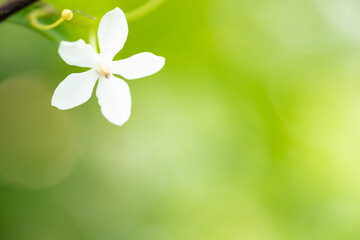 Concept nature view of White leaf on blurred greenery background in garden and sunlight with copy space using as background natural green plants landscape, ecology, fresh wallpaper.