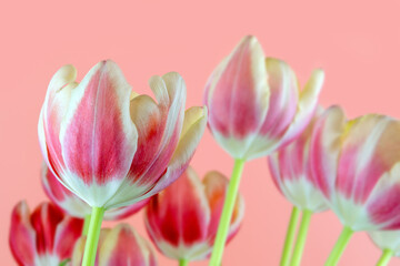 bouquet of bright colorful spring tulips on colored background