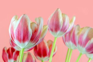 Fototapeta premium bouquet of bright colorful spring tulips on colored background