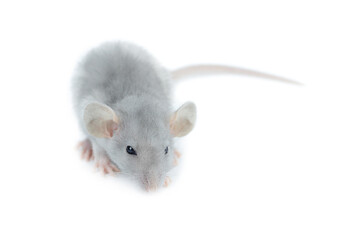 funny light gray fluffy rat with big ears isolated on a white background, close-up
