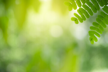 Concept nature view of green leaf on blurred greenery background in garden and sunlight with copy space using as background natural green plants landscape, ecology, fresh wallpaper.