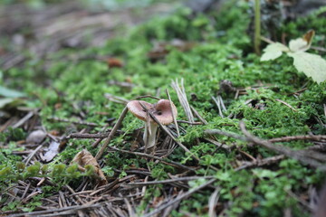 mushroom on the moss