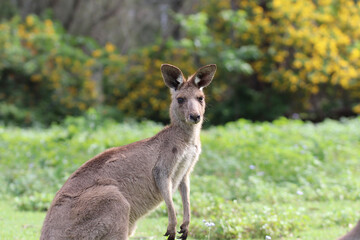 kangaroo with baby