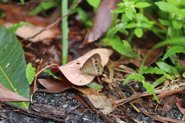 mushroom in the forest