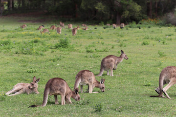 kangaroo and baby