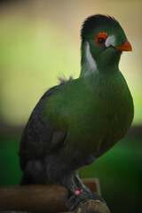 White cheeked turaco parrot