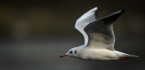 Gull in a flight