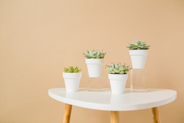 Group of mini succulents in white pots on tan background with copy space