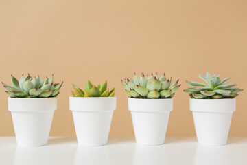 Group of mini succulents in white pots on tan background with copy space