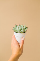Woman holding mini succulents in white pot on tan background with copy space