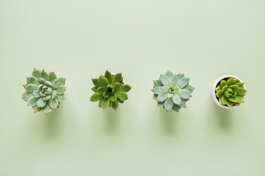 Four succulents on green background, overhead view with copy space