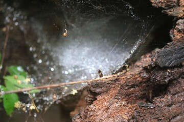 lizard on the ground
