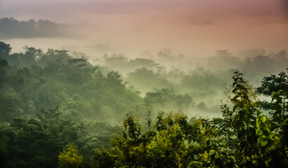 misty morning landscape forest - obrazy, fototapety, plakaty