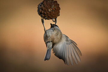 Sparrow fighting with gravity while eating