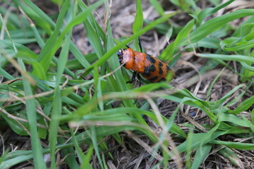 ladybug on grass
