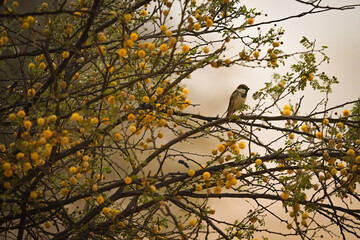 bird on a tree