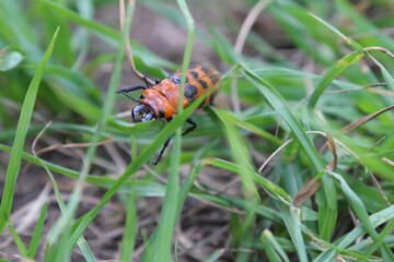 ladybug