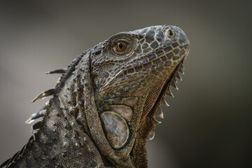 Fototapeta premium close up of iguana