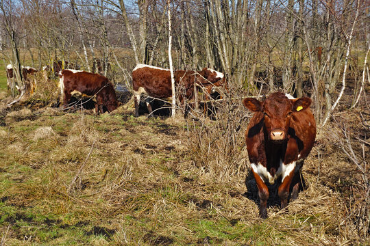Pinzgauer Rinder im Pfrunger Ried, Oberschwaben, S&uuml;ddeutschland