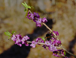 Hummel (bombus) sitzt auf einem Seidelbast (Daphne)