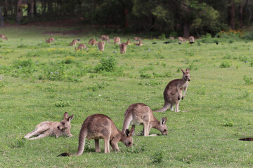 kangaroo and baby