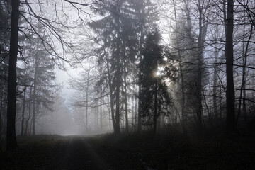 Fototapeta premium Waldstimmung im Nebel, forest mood with fog
