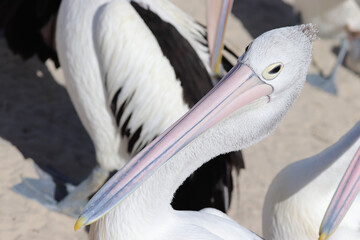 portrait of a pelican
