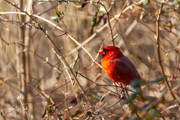 Close up image of a male northern cardinal (Cardinalis cardinalis) perching in a bush in Maryland, USA in winter. This bright red song bird has black face mask and distinctive crest