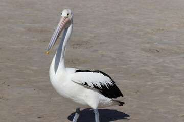 pelicans on the beach
