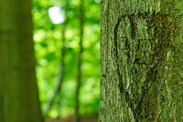 foret 