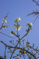 Ramas de un cerezo en flor en primavera