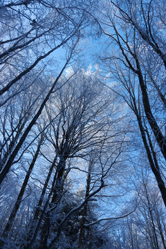 Icy wood against blue sky