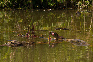 alligator little eating in a lake