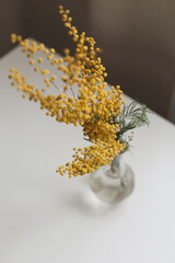 Yellow mimosa flower bouquet on white background. Spring concept