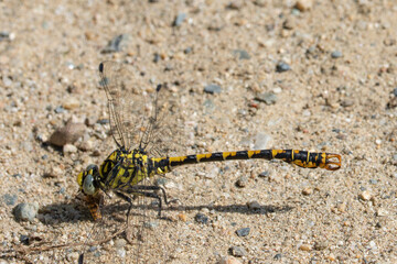 male small pincertail dragonfly basking on gravel showing its fearsome claspers