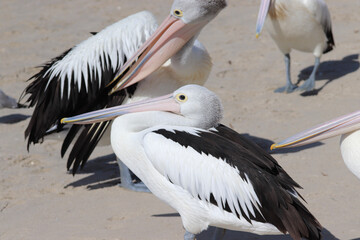 pelican in flight