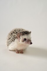 Hedgehog. Pygmy house hedgehog. African white-bellied hedgehog close-up on a light beige background.Pets. gray little hedgehog.