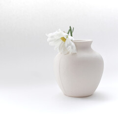 beautiful white and yellow daisies in a white matte vase