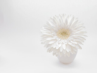 beautiful white gerbera flower in a white vase on a white background