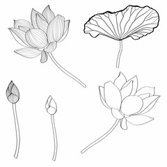 Set of hand drawn lotus flowers and leaves. Sketch floral botany collection in graphic line style Bloomed, buds and leaves. 