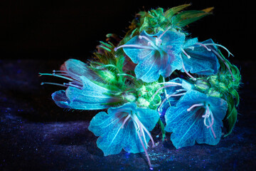 bright blue flowers in ultraviolet light on a dark background
